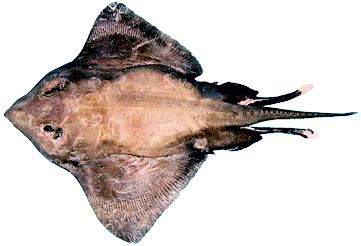 Bathyraja richardsoni_06.jpg